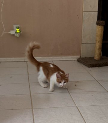FREDERICK - Domestic Short Hair available for adoption