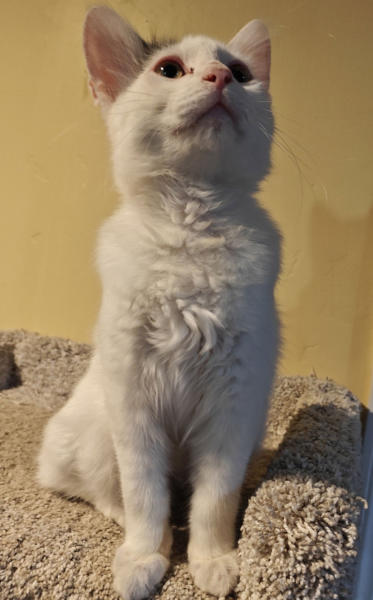 JOEY - Domestic Medium Hair available for adoption