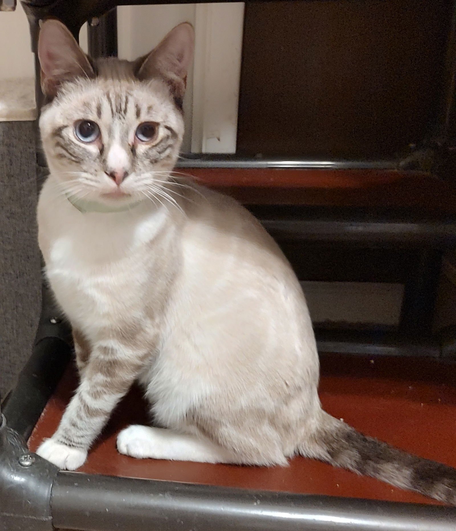 CRUZ FELV+ - Siamese available for adoption