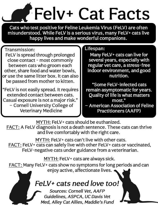 Cruz FELV+ - Photo 3