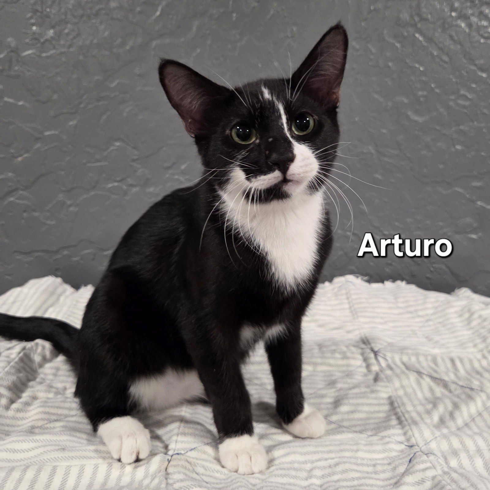 ARTURO - Domestic Short Hair available for adoption
