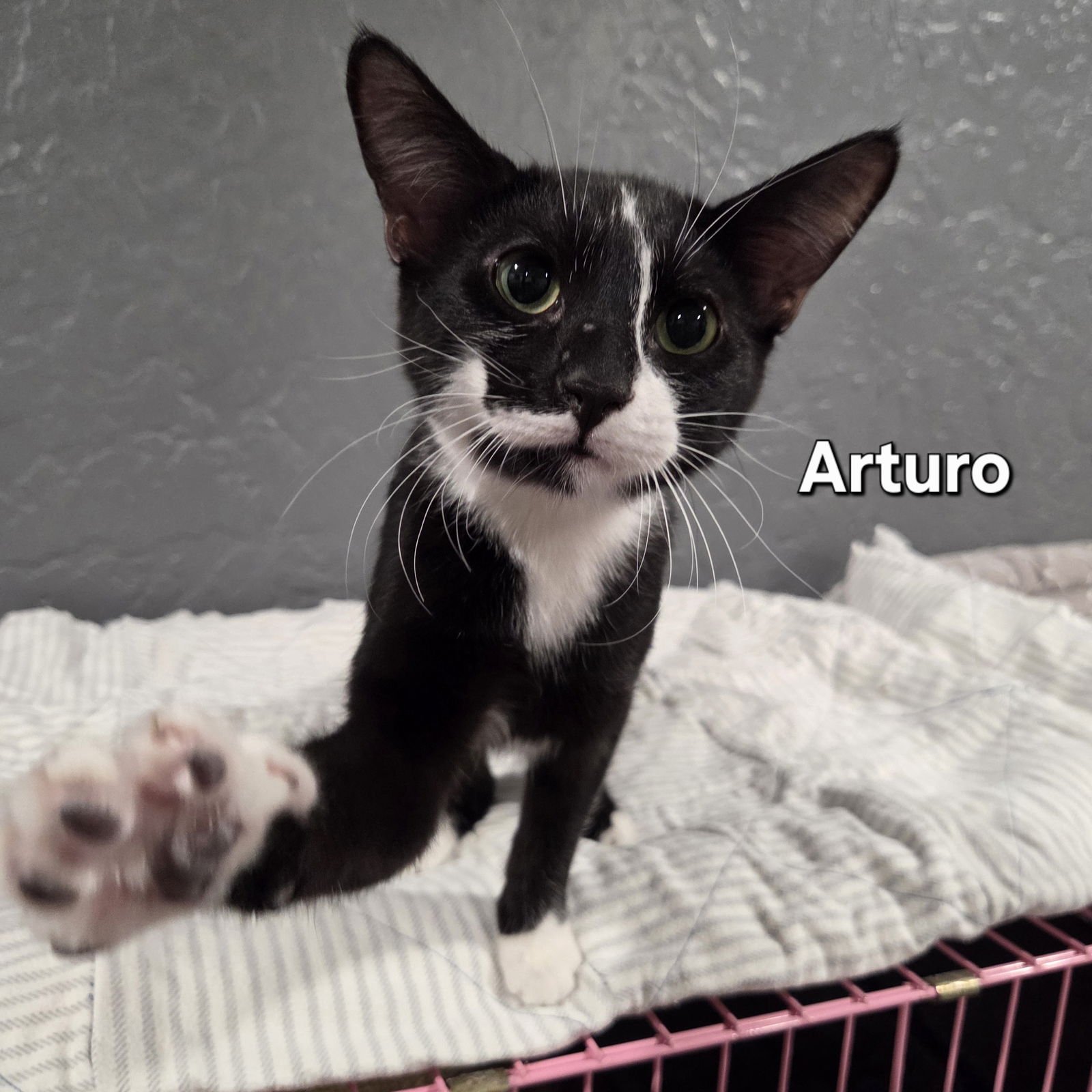 ARTURO - Domestic Short Hair available for adoption