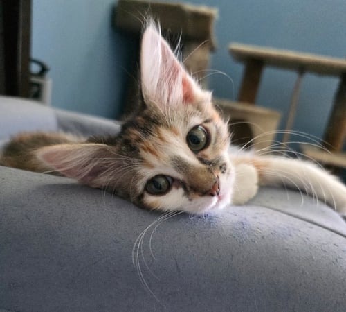 HAZEL - Domestic Short Hair available for adoption