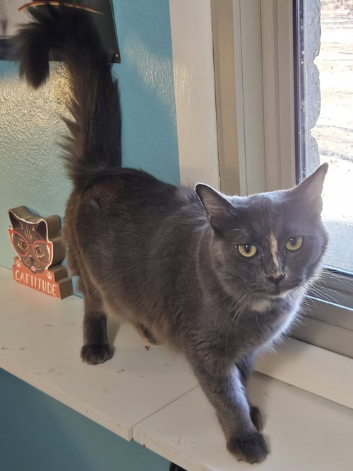 DELILAH - Domestic Medium Hair available for adoption