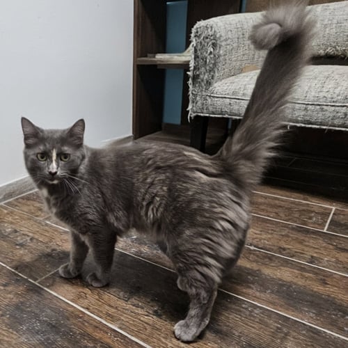 DELILAH - Domestic Medium Hair available for adoption