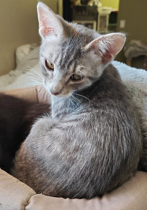 ROARK - Domestic Short Hair available for adoption