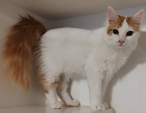 VIENNA - Domestic Medium Hair available for adoption