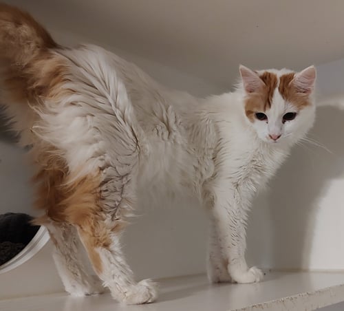 VIENNA - Domestic Medium Hair available for adoption