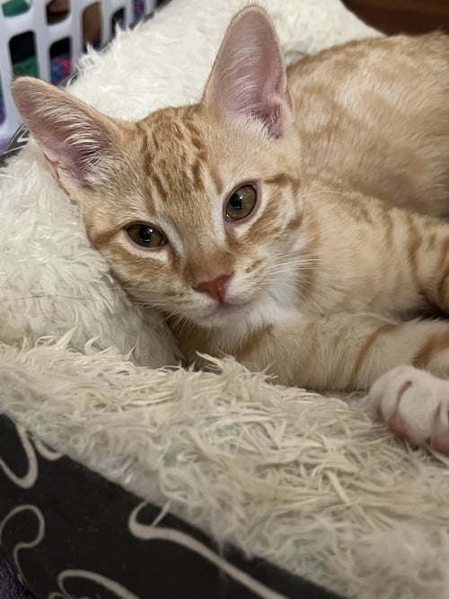 EDAN - Domestic Short Hair available for adoption