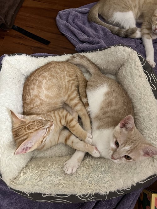 EDAN - Domestic Short Hair available for adoption