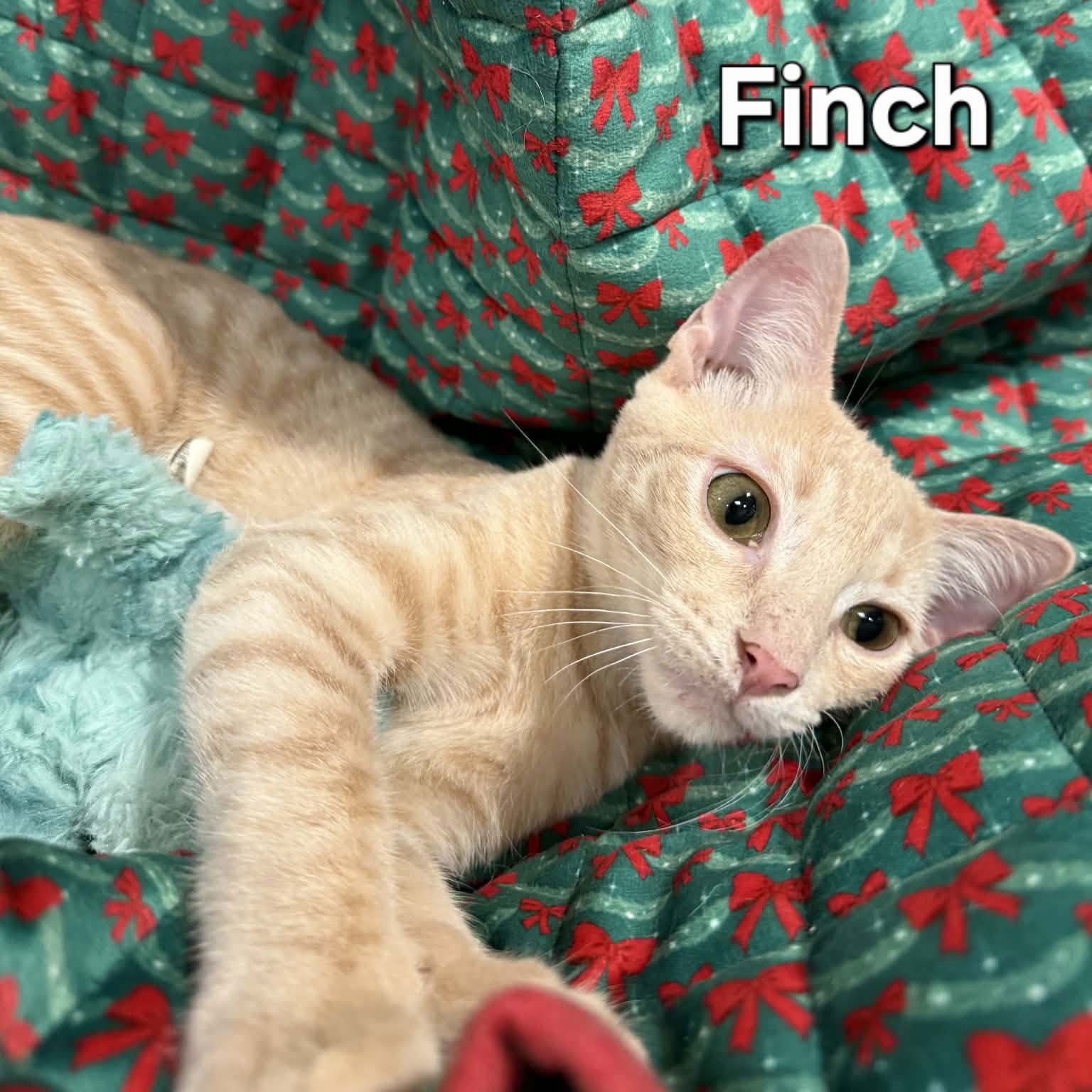 FINCH - Domestic Short Hair available for adoption