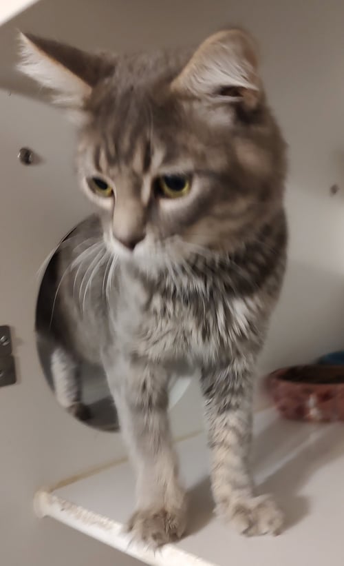 DAEMON - Domestic Medium Hair available for adoption