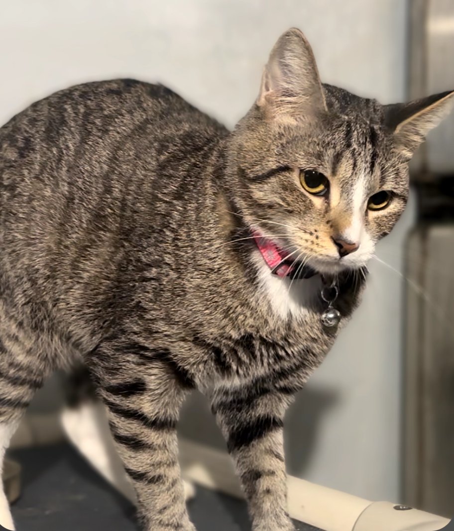 SOCKS - Domestic Short Hair available for adoption