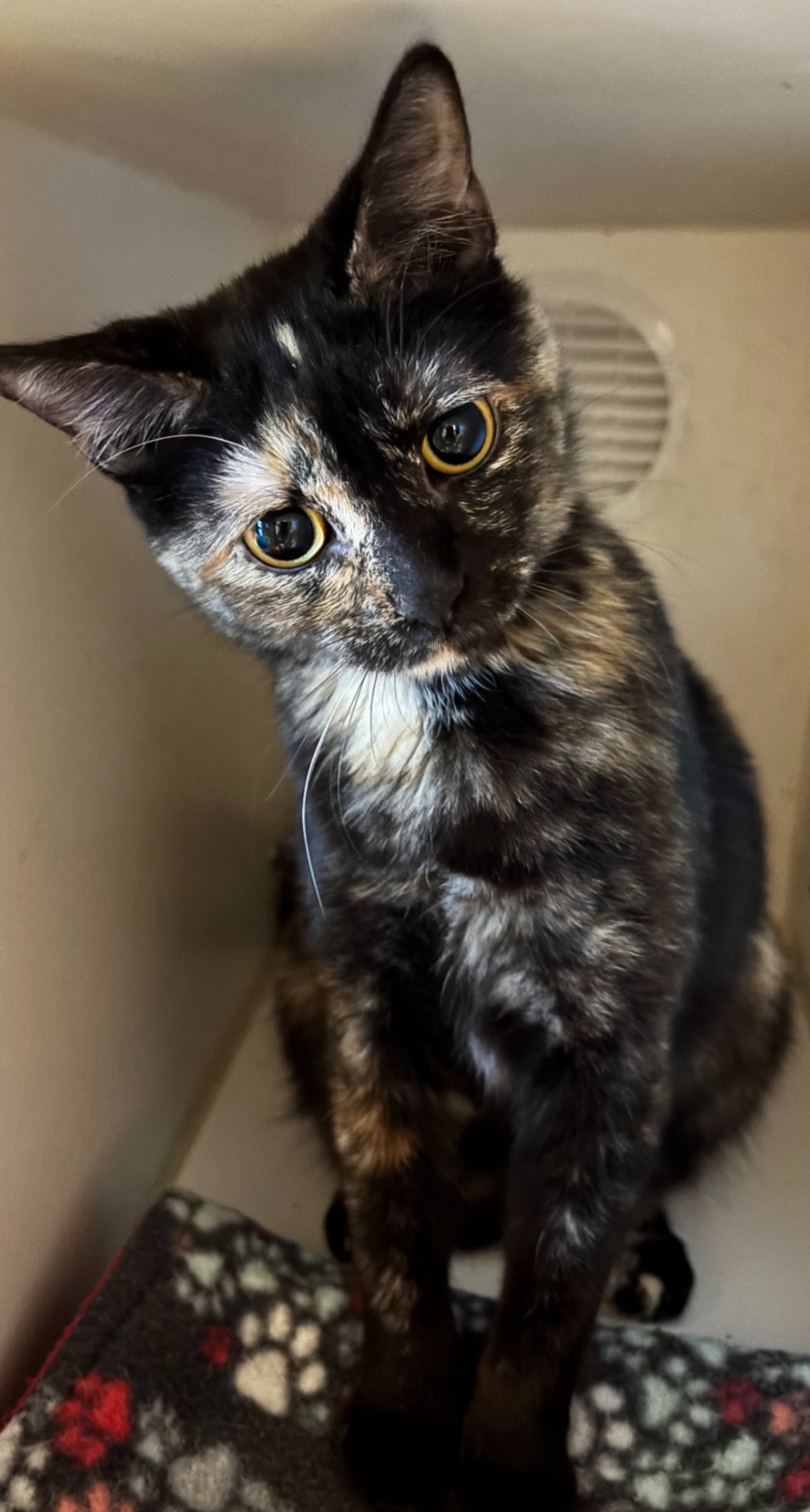 CINNAMON - Domestic Short Hair available for adoption