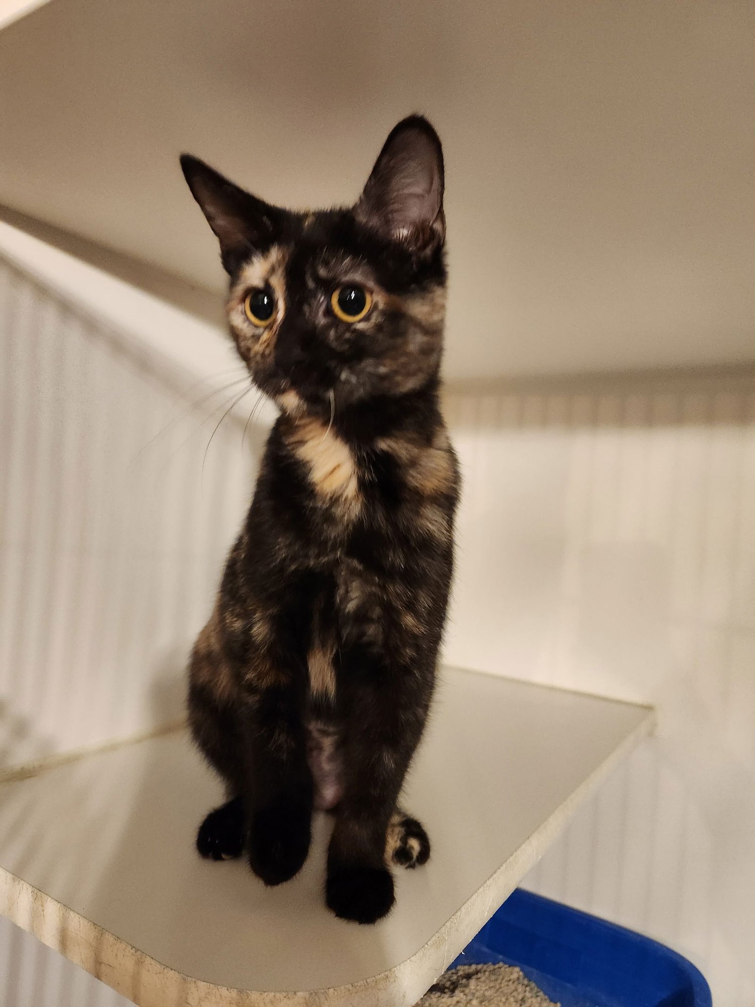 CINNAMON - Domestic Short Hair available for adoption