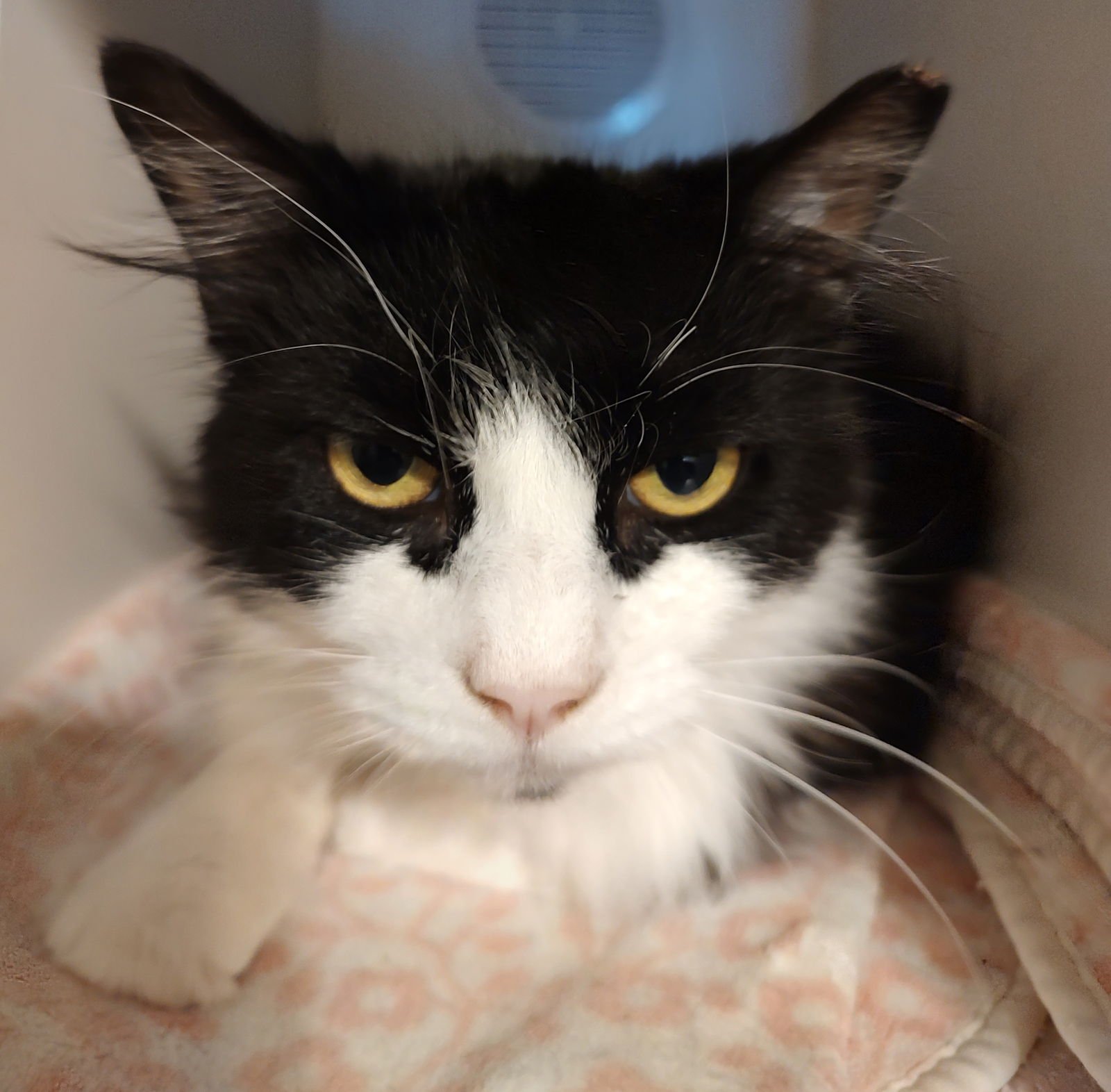 DENZEL - Domestic Medium Hair available for adoption