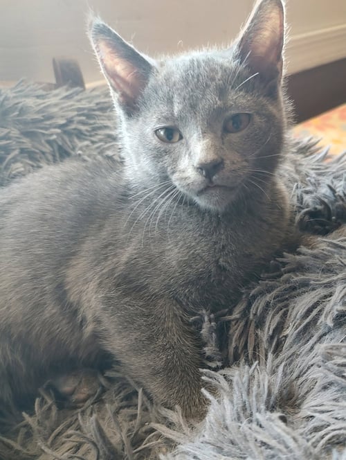 MOON - Domestic Short Hair available for adoption