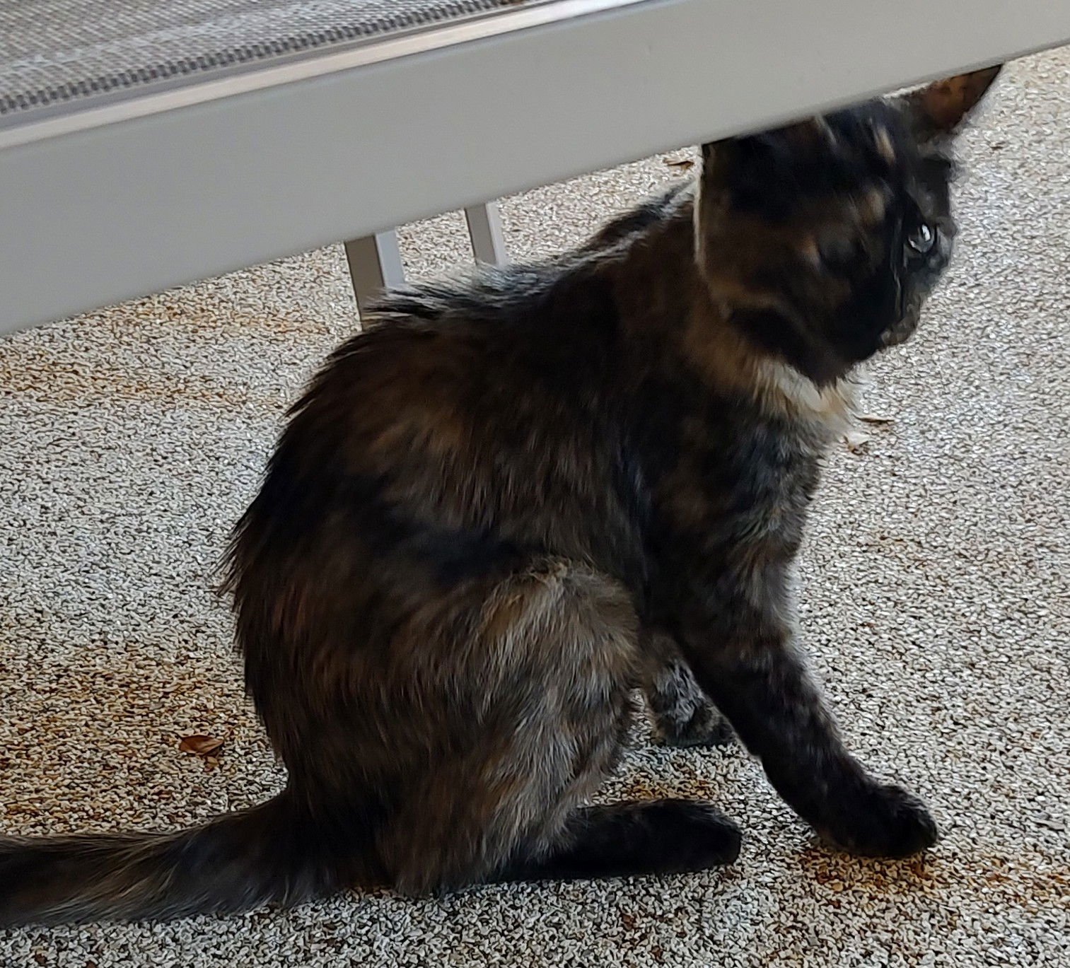 SASSY - Domestic Short Hair available for adoption