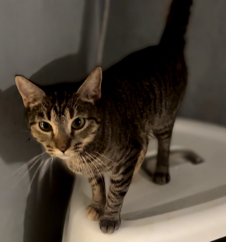 INDICA - Domestic Short Hair available for adoption