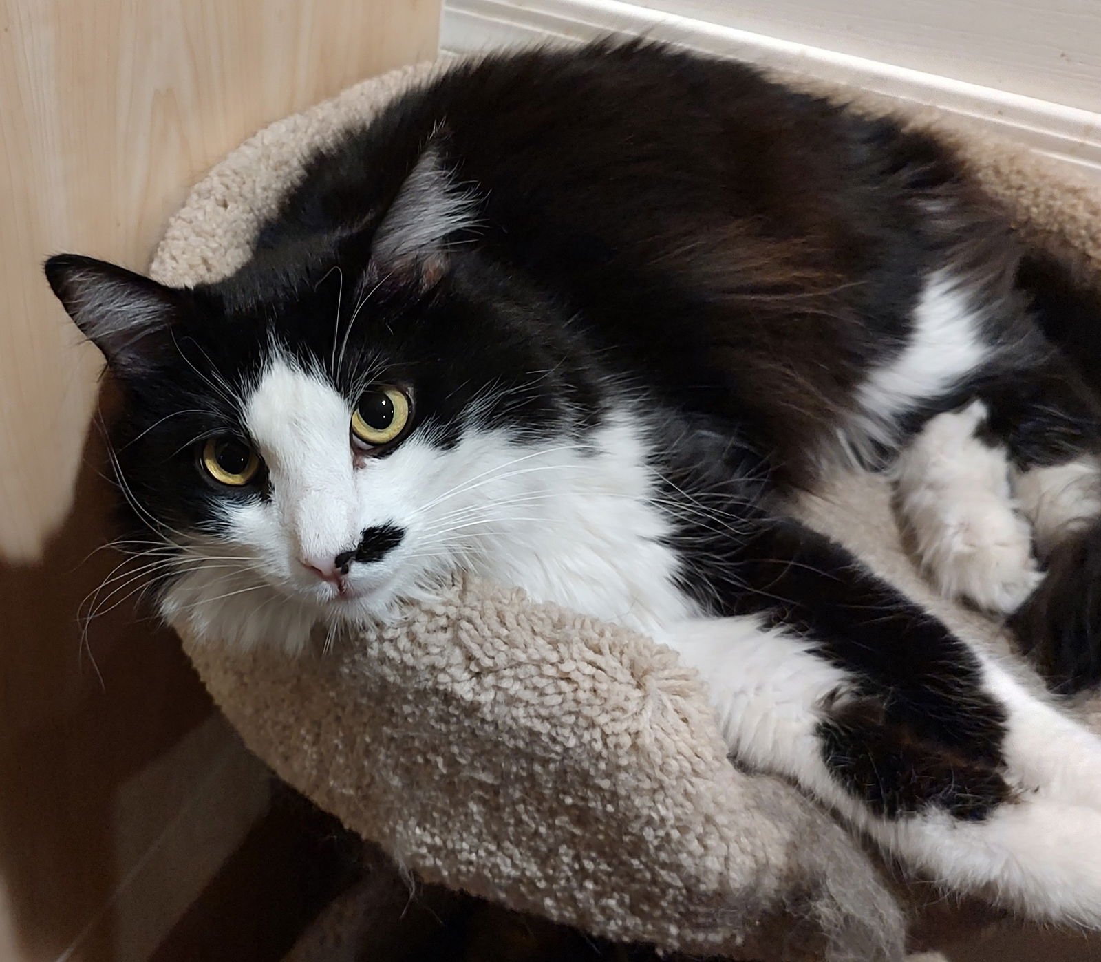 DALTON - Domestic Medium Hair available for adoption