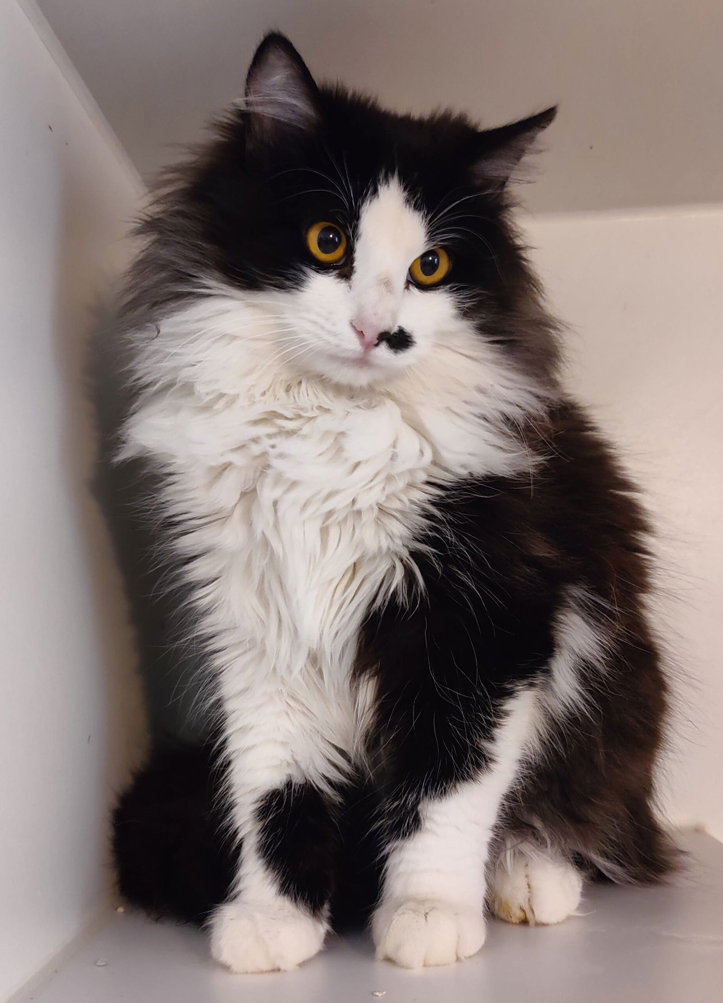 DALTON - Domestic Medium Hair available for adoption