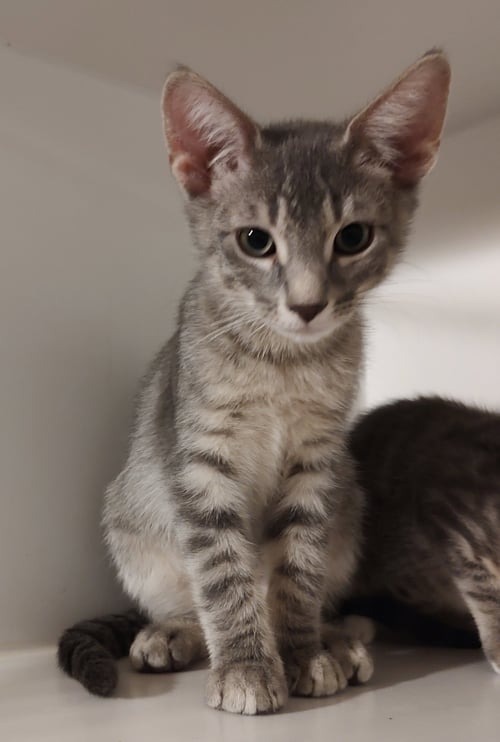 GRAVEL - Domestic Short Hair available for adoption