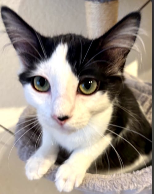 FUZZY - Domestic Medium Hair available for adoption