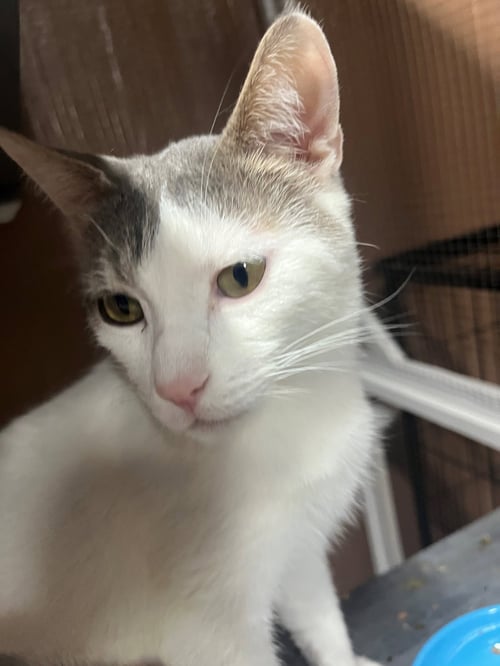 NOVA - Domestic Short Hair available for adoption