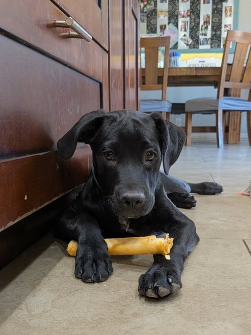 ARLO