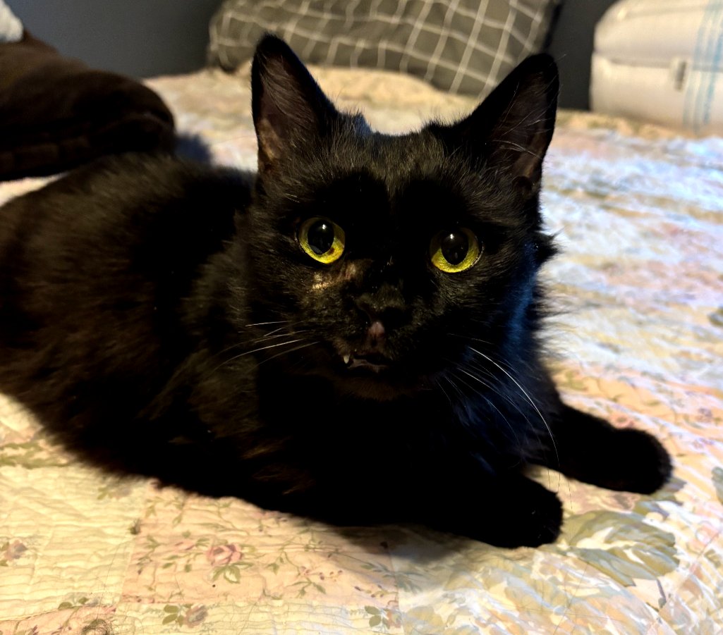 BINX - Domestic Medium Hair available for adoption