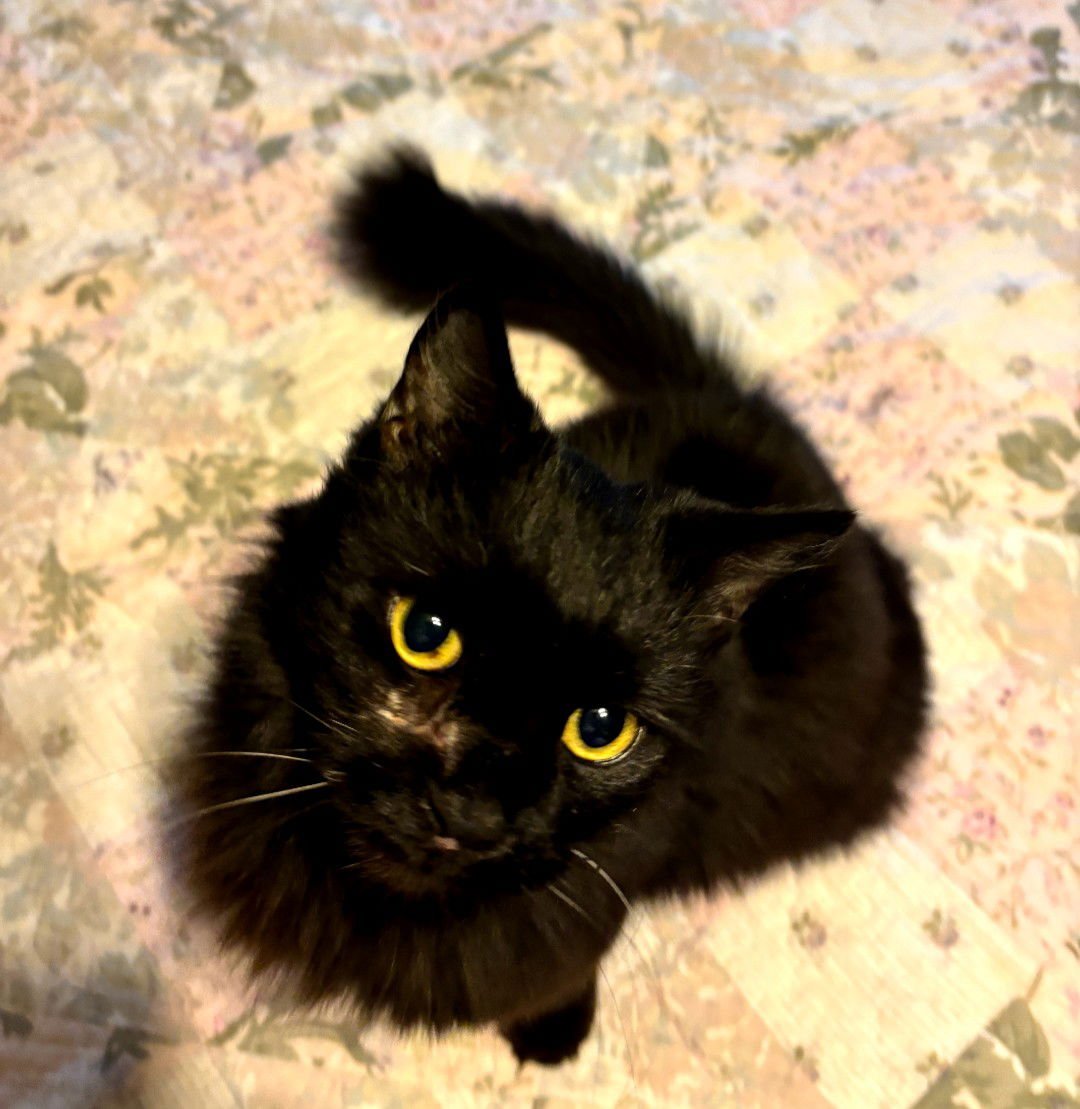 BINX - Domestic Medium Hair available for adoption