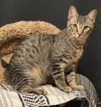 Koda aka Brownie - Photo 3