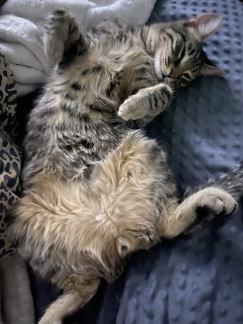 KODA AKA BROWNIE - Domestic Short Hair available for adoption