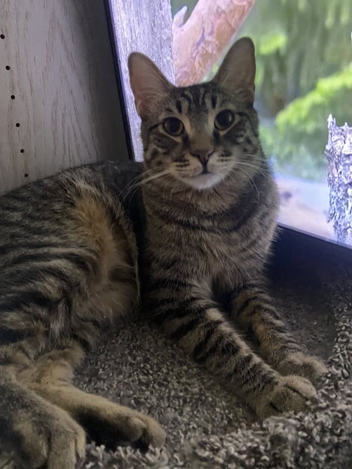 KODA AKA BROWNIE - Domestic Short Hair available for adoption