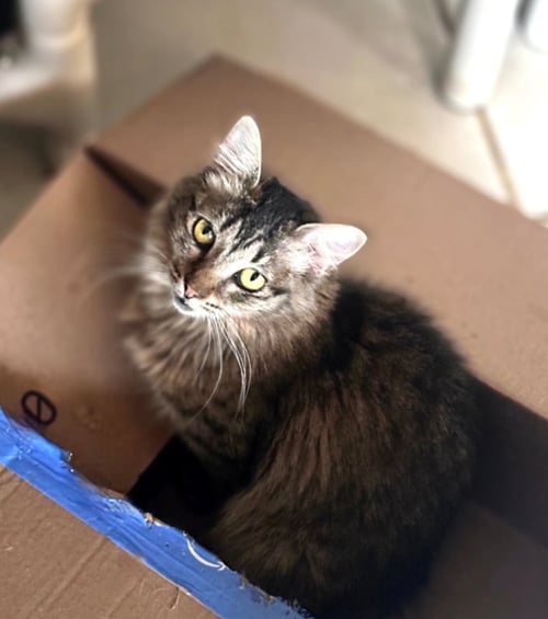 COOKIE - Domestic Short Hair available for adoption