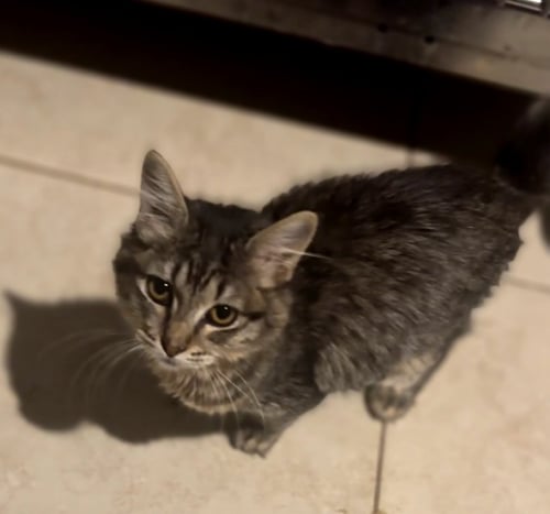 COOKIE - Domestic Short Hair available for adoption