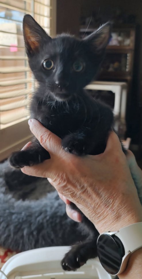 BINGO - Domestic Short Hair available for adoption