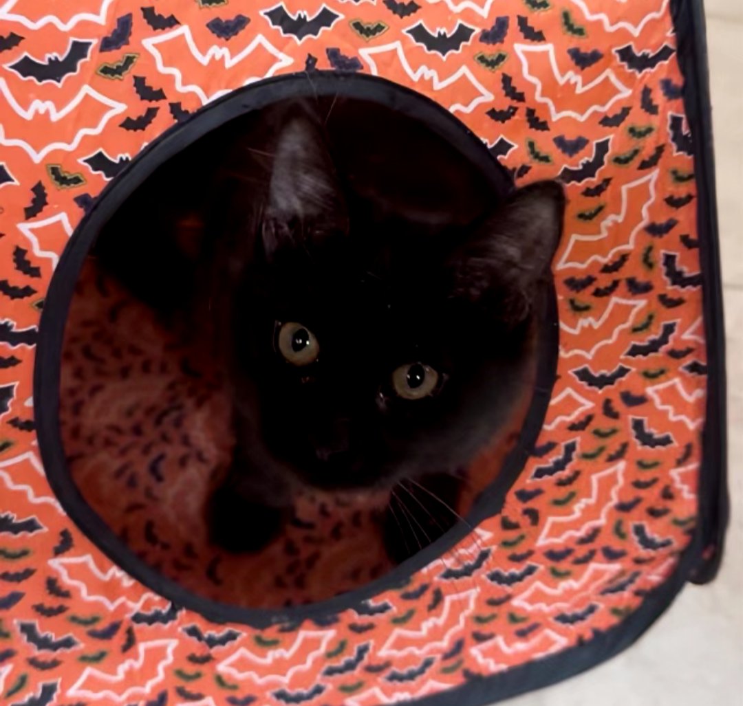 RAVEN - Domestic Medium Hair available for adoption