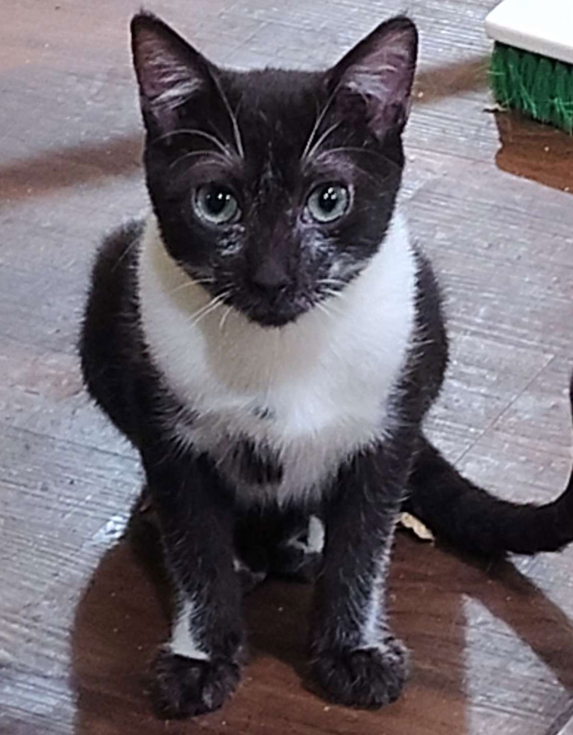 TIMMY - Domestic Short Hair available for adoption