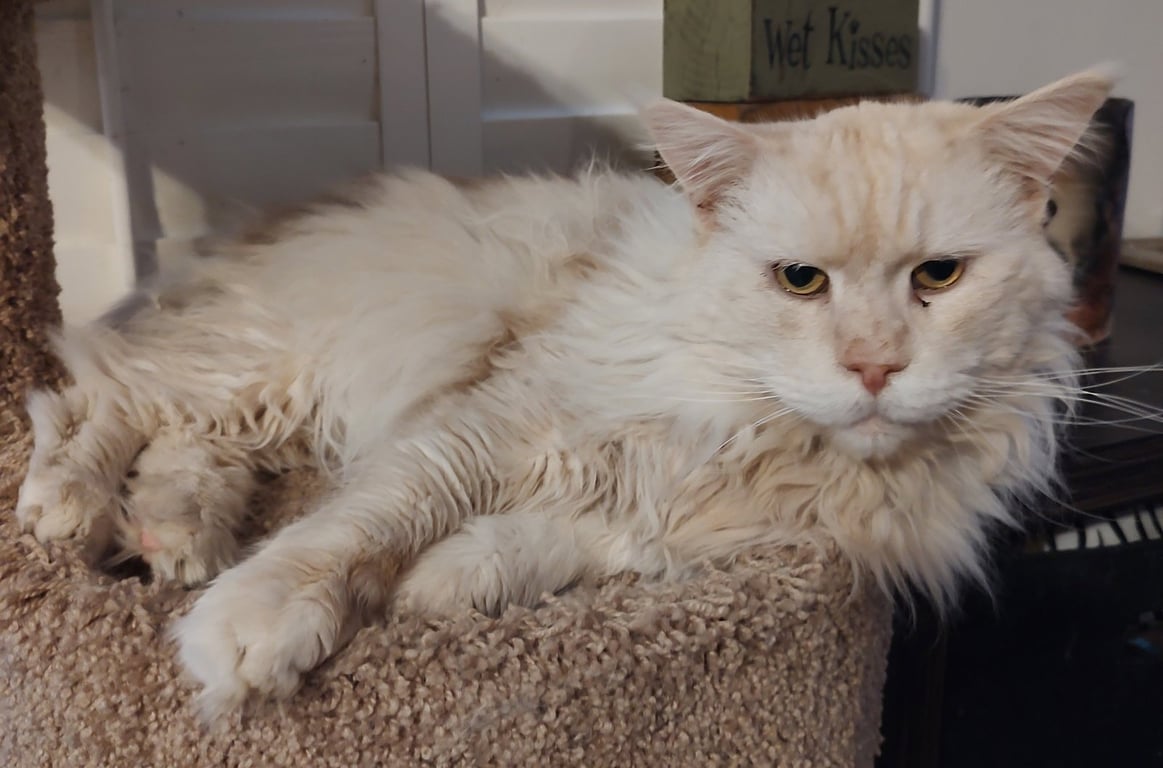 Captain Morgan Image