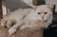 Captain Morgan - Photo 1