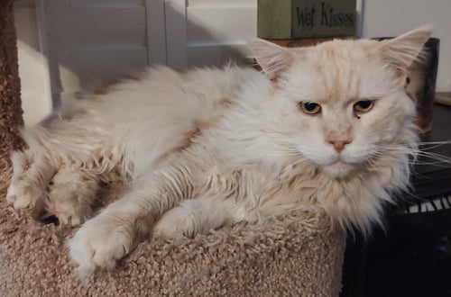 CAPTAIN MORGAN - Maine Coon available for adoption