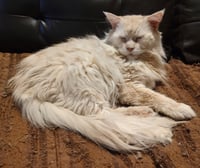 Captain Morgan - Photo 2