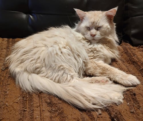 CAPTAIN MORGAN - Maine Coon available for adoption