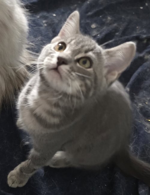 CRAIG - Domestic Short Hair available for adoption