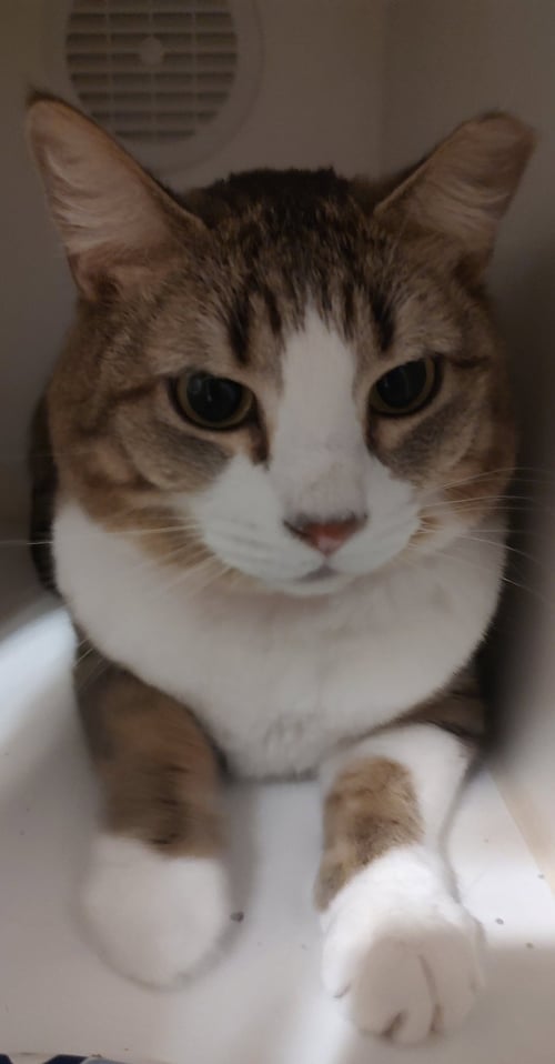 BENJAMIN - Domestic Short Hair available for adoption