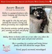 Bailey - Photo 2