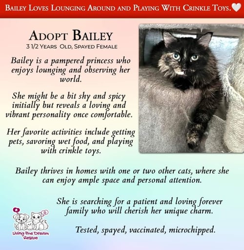 BAILEY - Domestic Medium Hair available for adoption