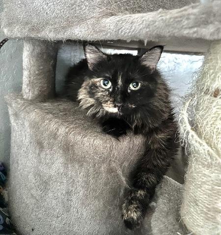 BAILEY - Domestic Medium Hair available for adoption