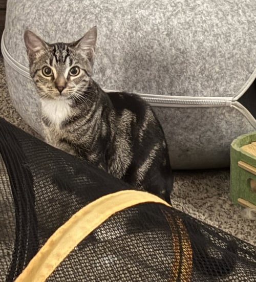 WAFFLES - Domestic Short Hair available for adoption